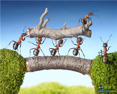 蚂蚁蚂蚁搬家蚂蚁素材蚂蚁图片蚂蚁搬运蚂蚁搬东西以小博大jpg1739