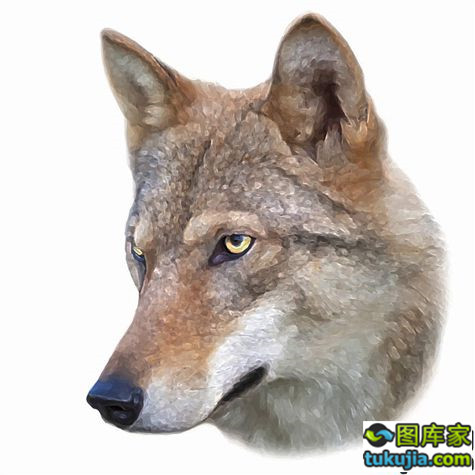 狼狼图腾狼图标狼头野狼狼图案卡通狼矢量824